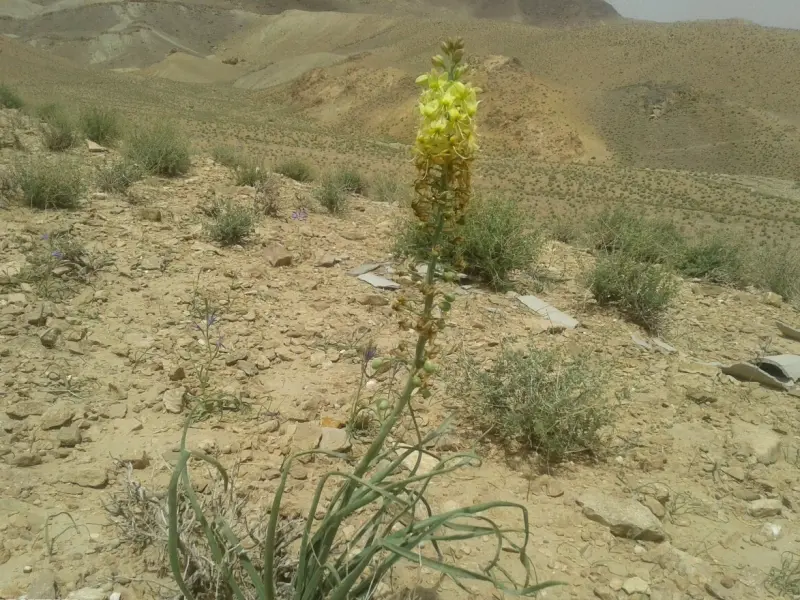 منطقه حفاظت شده آرک و کرنگ