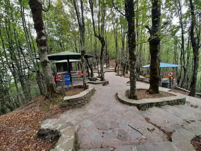 جنگل بلیران - تصویر 13