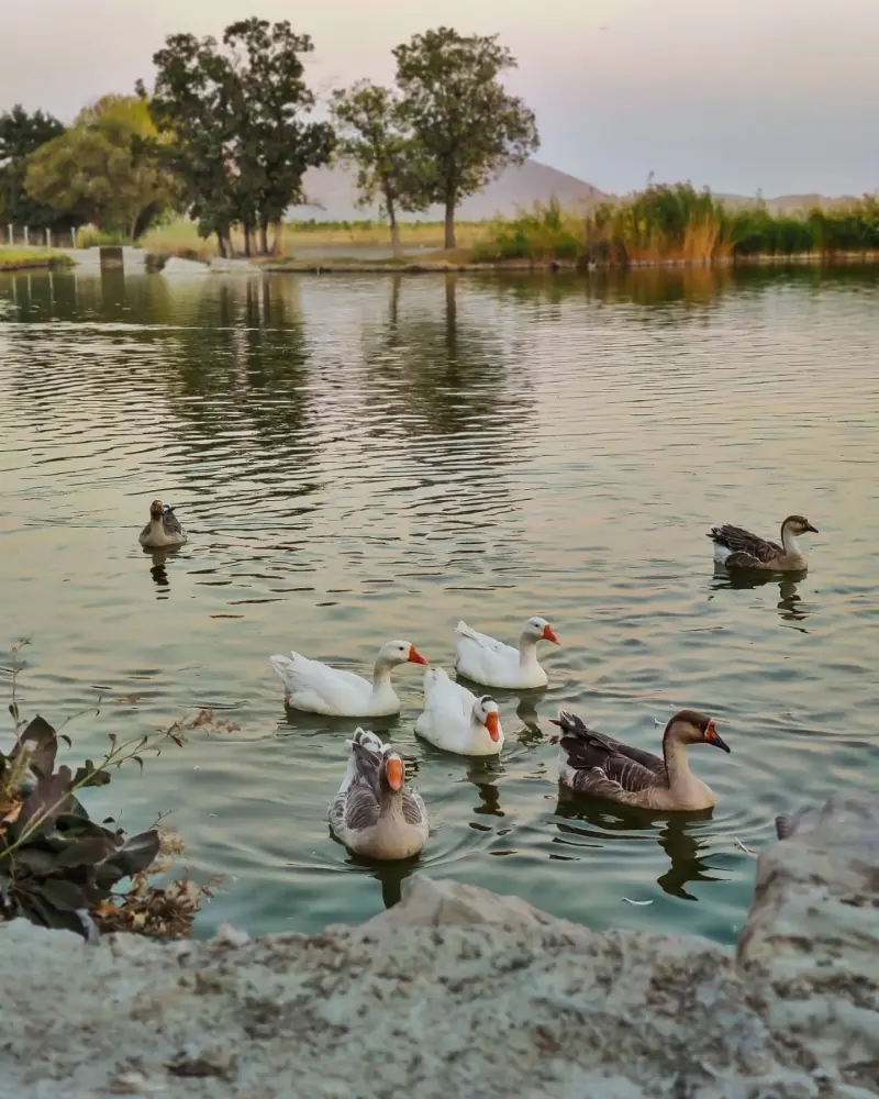 تالاب گلمرز - تصویر 2