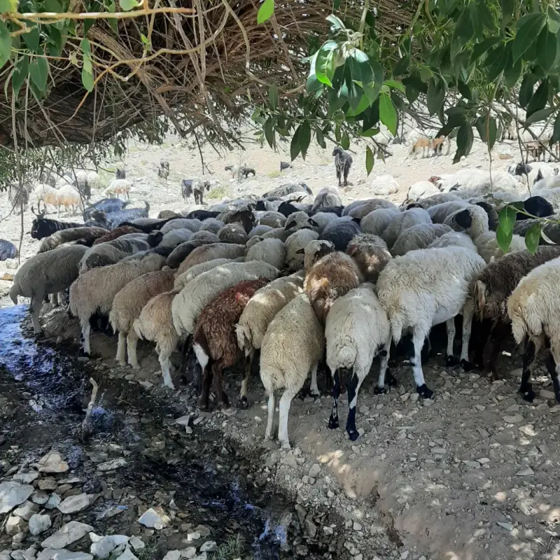 روستای ویدوجا - تصویر 3
