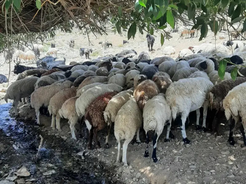 روستای ویدوجا - تصویر 3